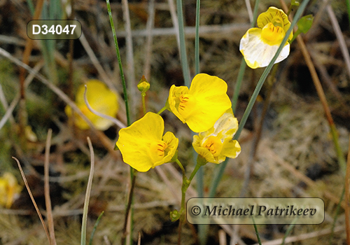 Flat-leaved Bladderwort (Utricularia intermedia)